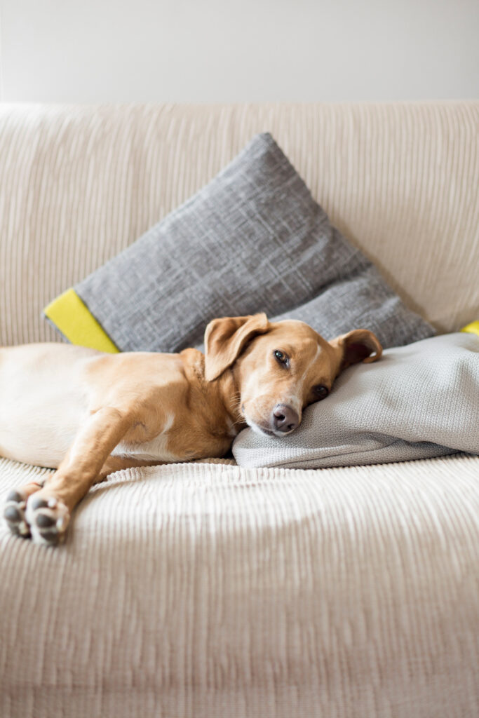 Brown hound dog repose and relaxing lying on the sofa,.