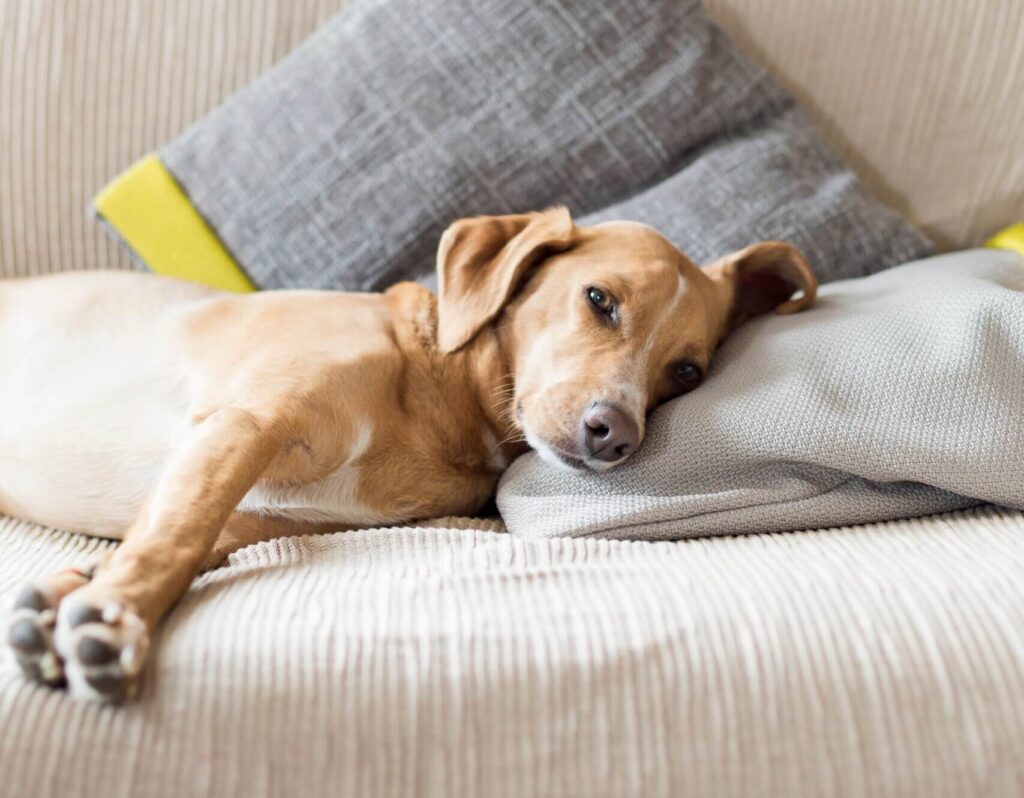 A tan, medium-sized dog lies stretched out on a beige couch, resting its head on a gray pillow, looking toward the camera.